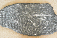 Large Orthoceras Fossil in Marble-Art & Antiques-Just Gorgeous Studio-grey/silver/black-JustGorgeousStudio.com